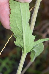Eupatorium sullivaniae