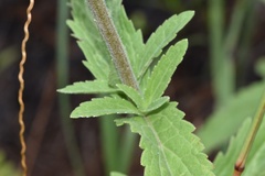 Eupatorium sullivaniae