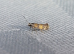 Promalactis lobatifera