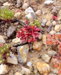 Crassula closiana