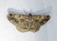 Psilalcis galsworthyi