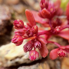 Crassula closiana