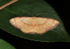 Pylargosceles steganioides