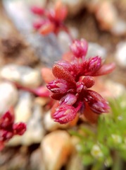Crassula closiana