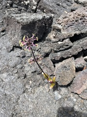 Kadua centranthoides