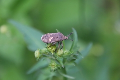 Megymenum brevicorne