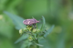 Megymenum brevicorne