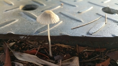 Fungi