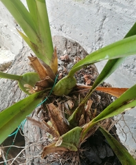 Vitekorchis excavata