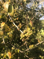 Phyllanthus reticulatus reticulatus