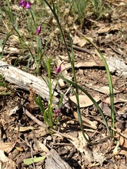 Arthropodium minus