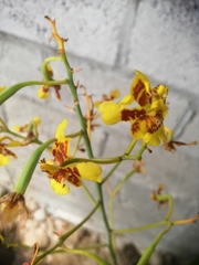 Vitekorchis excavata