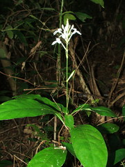 Pseuderanthemum subviscosum