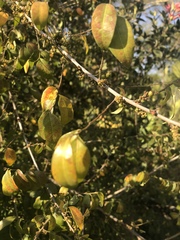 Phyllanthus reticulatus reticulatus