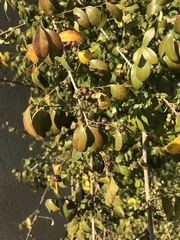 Phyllanthus reticulatus reticulatus