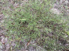 Stylisma pickeringii pattersonii