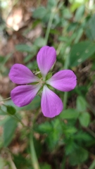Geranium goldmanii
