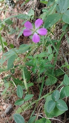 Geranium goldmanii