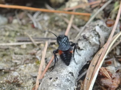 Dasymutilla nigripes