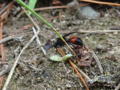 Dasymutilla nigripes