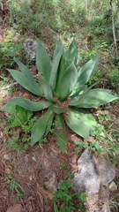 Agave chiapensis