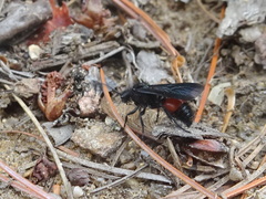 Dasymutilla nigripes