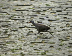 Crypturellus tataupa