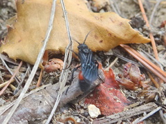 Dasymutilla nigripes