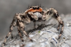 Platycryptus