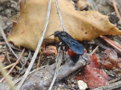 Dasymutilla nigripes