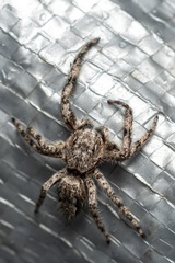 Platycryptus