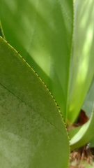 Agave chiapensis