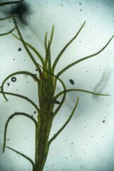 Distichium capillaceum