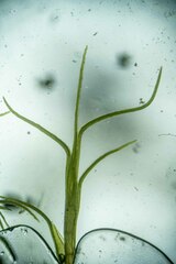 Distichium capillaceum