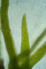 Distichium capillaceum