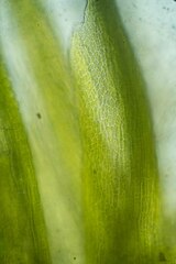 Distichium capillaceum