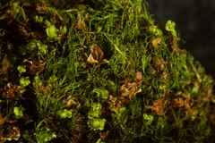 Distichium capillaceum