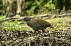 Crypturellus parvirostris