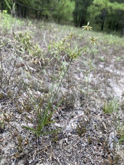 Cyperus grayioides