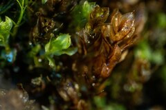 Mnium thomsonii