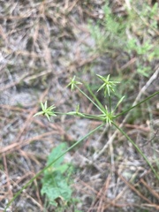 Cyperus grayioides