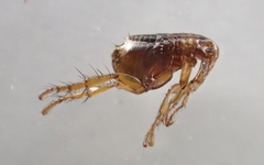 Pulex irritans