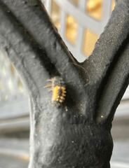 Harmonia axyridis