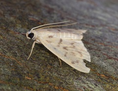 Tabidia obvia