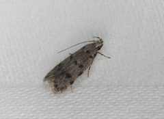 Autosticha calceata