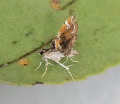 Musotima suffusalis