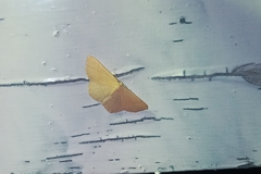 Cyclophora suppunctaria