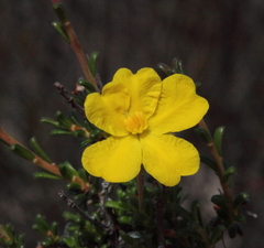 Hibbertia lineata