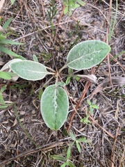 Hymenopappus artemisiifolius artemisiifolius