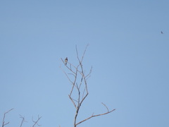 Patagioenas